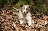 BORDER COLLIE 1114